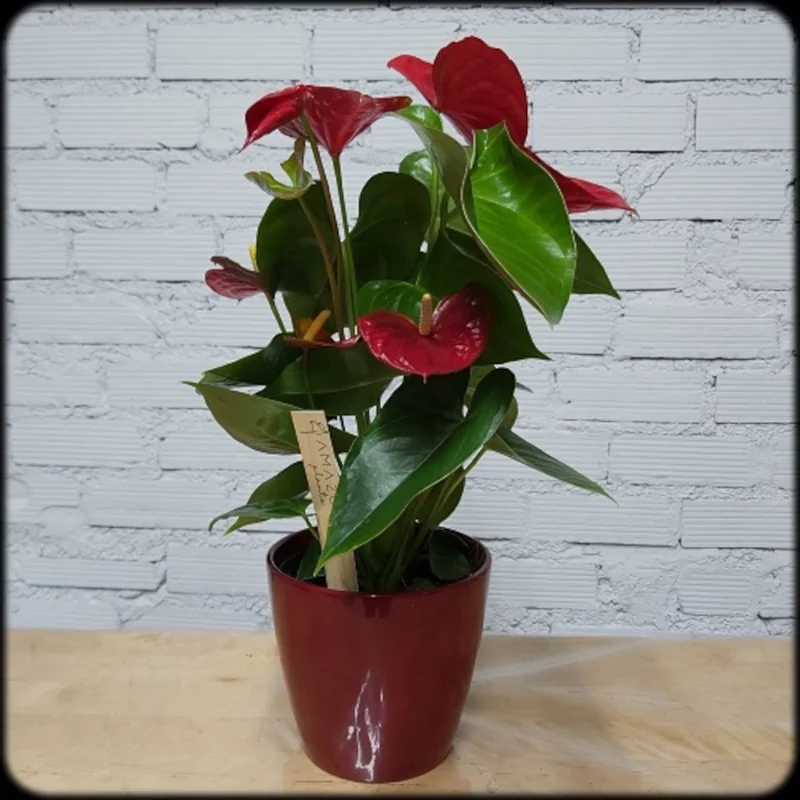 Plantas naturales en floristería de Bilbao
